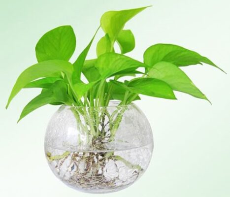 Có nên trồng cây trầu bà ở trong nhà